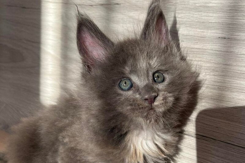 Patrik Maine Coon female, blue tortie