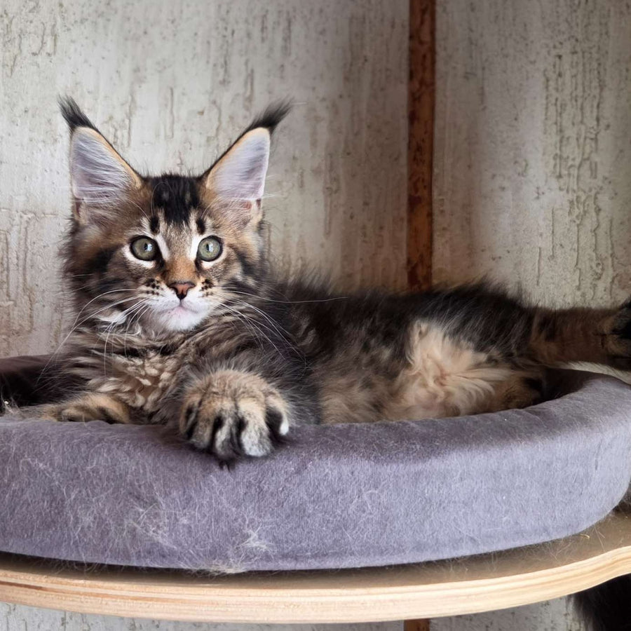Radimir Maine Coon male, black ticked tabby