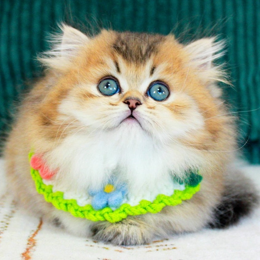 Kasper Munchkin male, chocolate golden ticked tabby