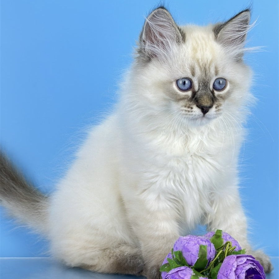 Archer Siberian male, black tabby pointed