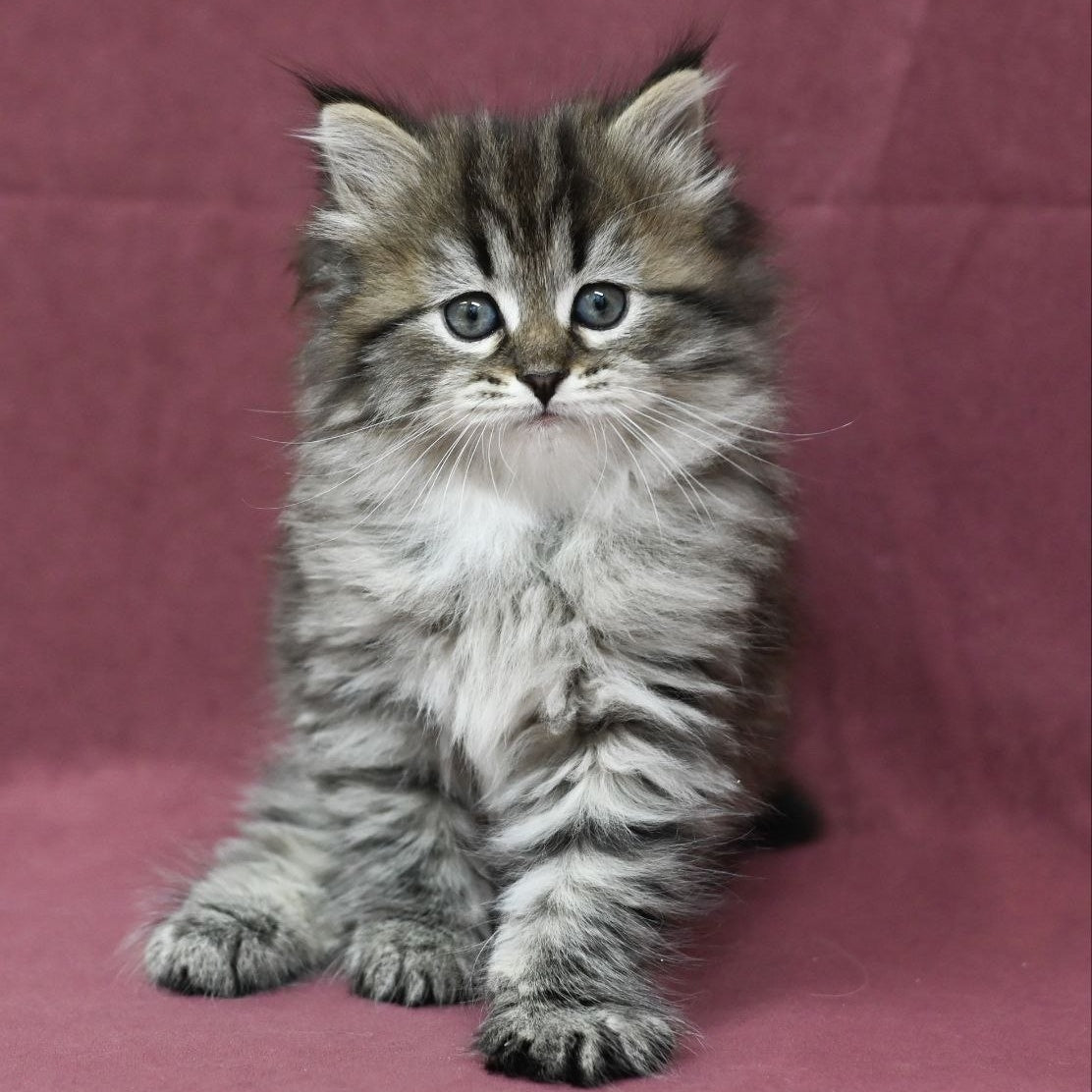 Margo Siberian female, black spotted tabby