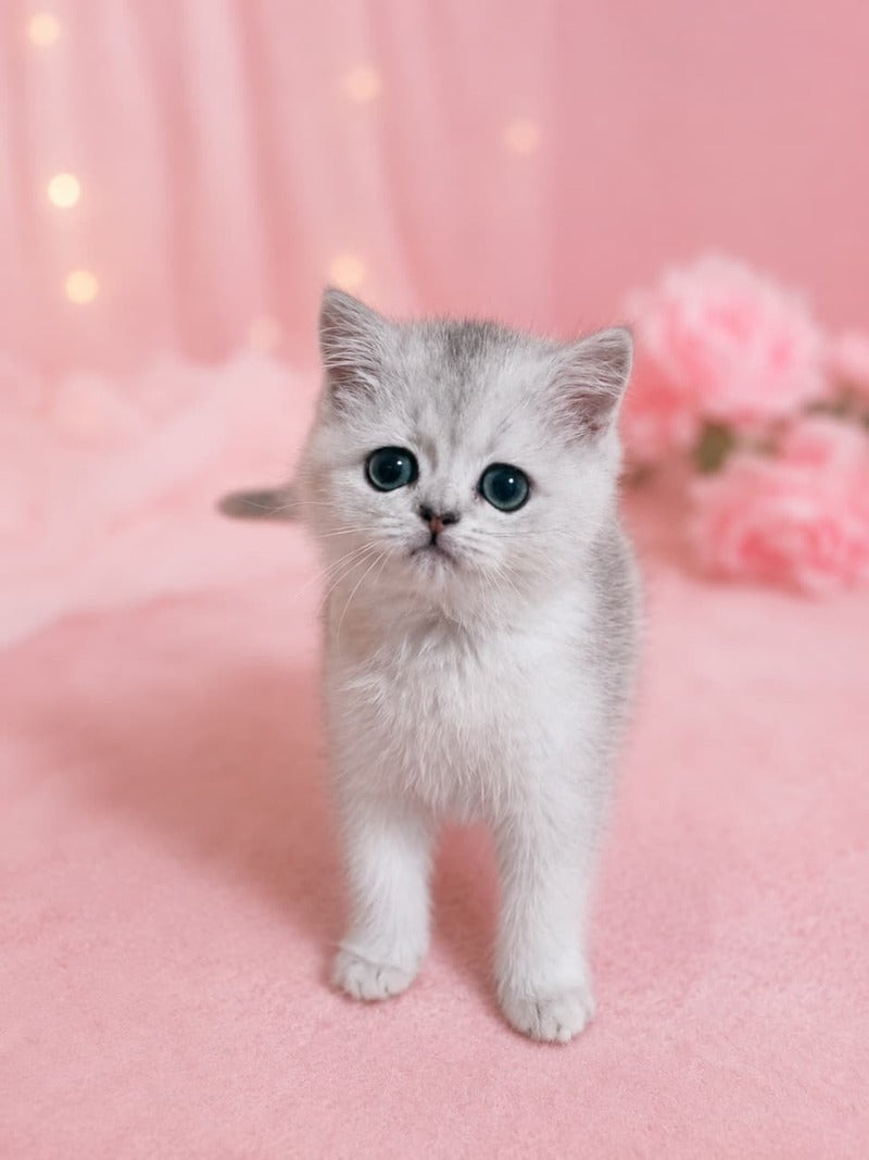 Fiona Scottish Straight female, black silver shaded