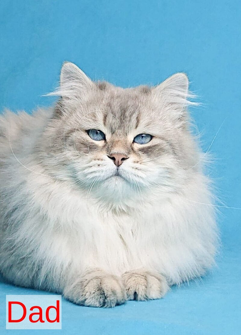 FanFan Siberian male, red spotted tabby bicolour