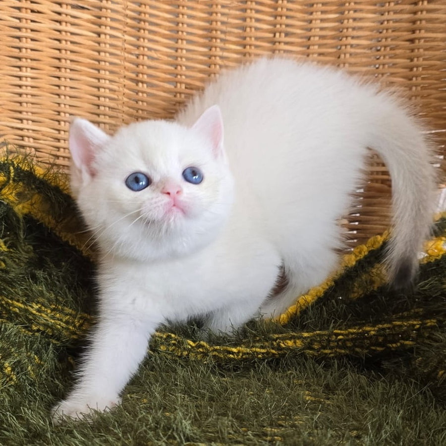 Laura Scottish Straight female, chocolate golden chinchilla pointed