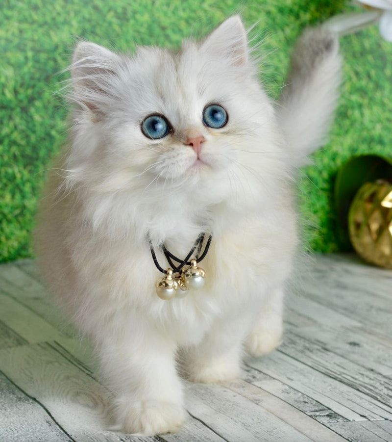 Rina Scottish Straight female black silver shaded - live animals