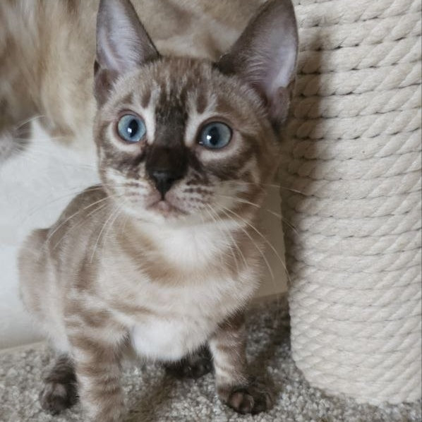 Nutela Bengal female, black pointed spotted tabby