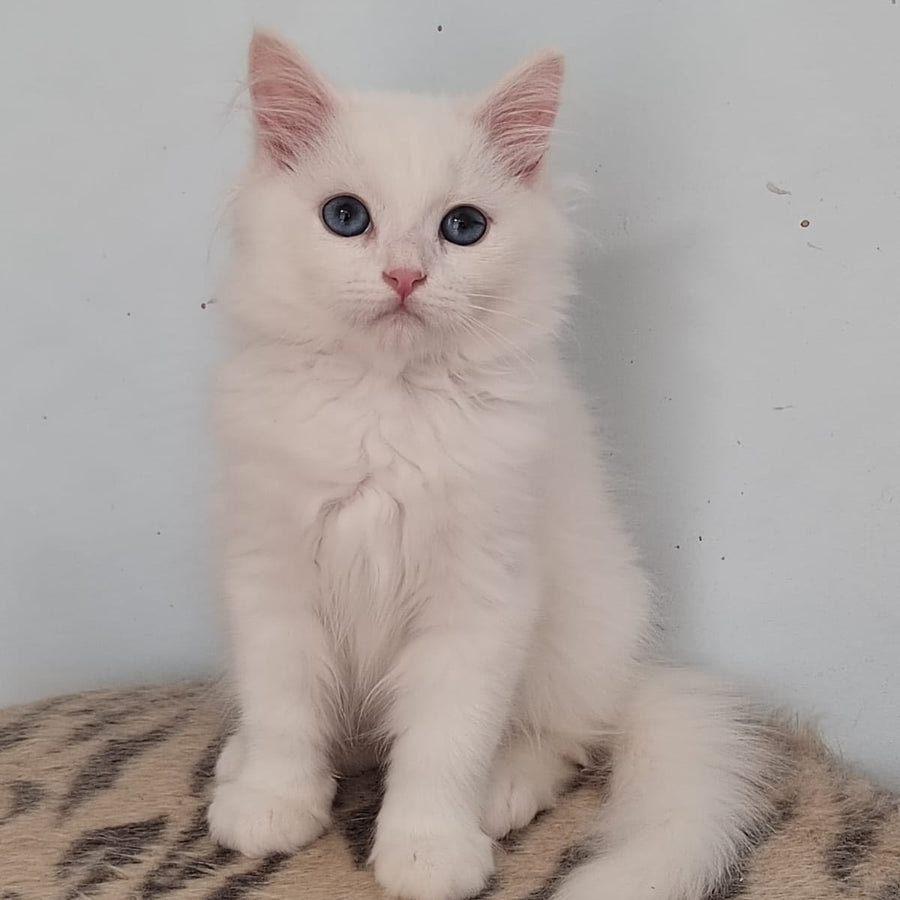 Jemchuzhina Siberian female, white