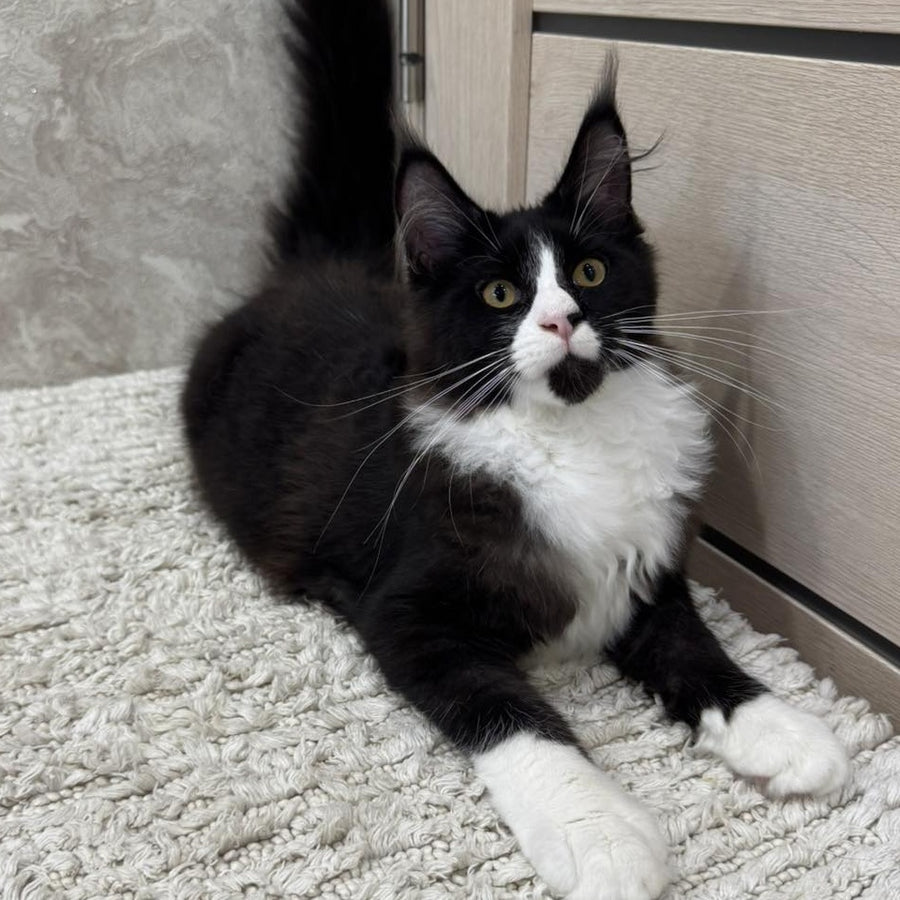 Sandra Maine Coon female, black silver bicolour