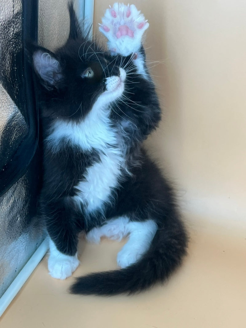 Betmann Maine Coon male, black bicolour