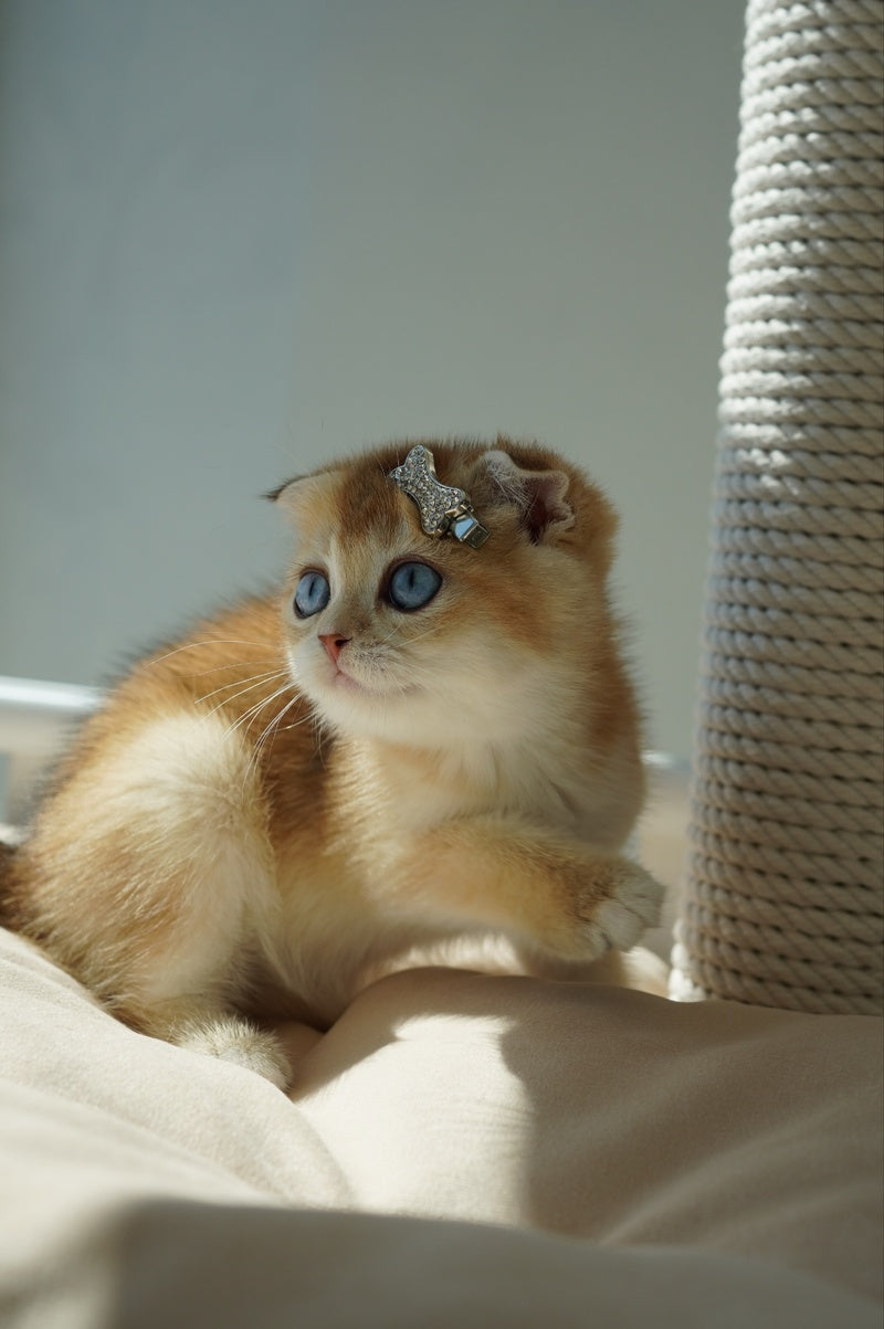 Queenie Scottish Fold female, black golden shaded with white