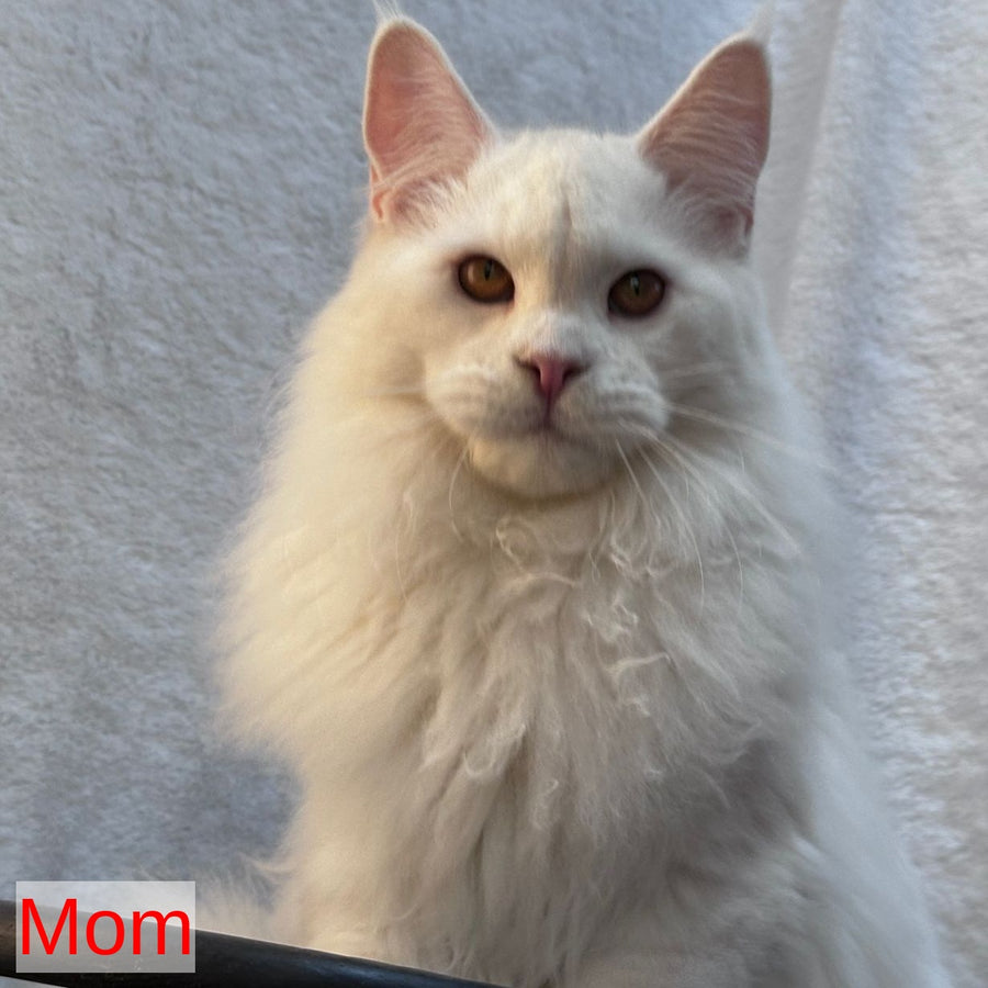 Kevin Maine Coon male, blue bicolour tabby