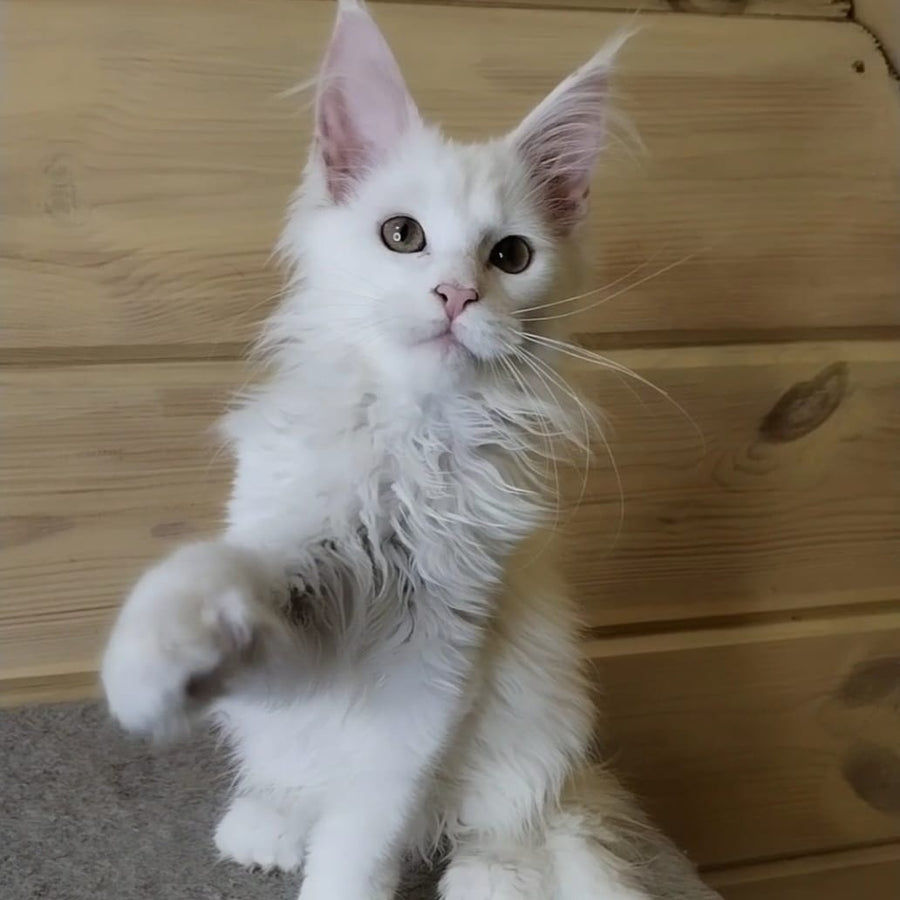 Yuki Maine Coon polydactyl 6x6x6x6 female, white