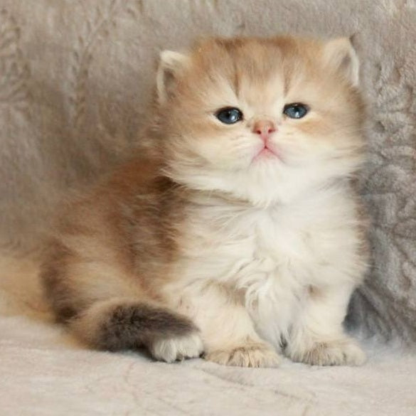 Mickey British Longhair male, blue golden shaded