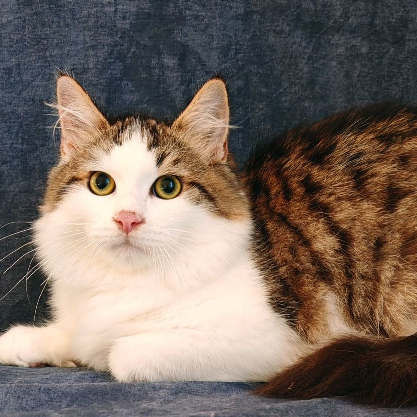 Puchlik Siberian male, red bicolour spotted tabby