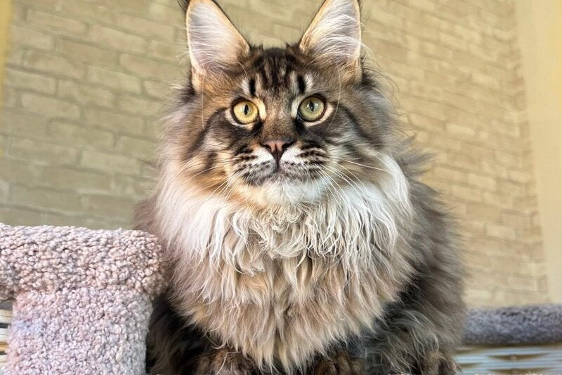 Forest Maine Coon male, black spotted tabby