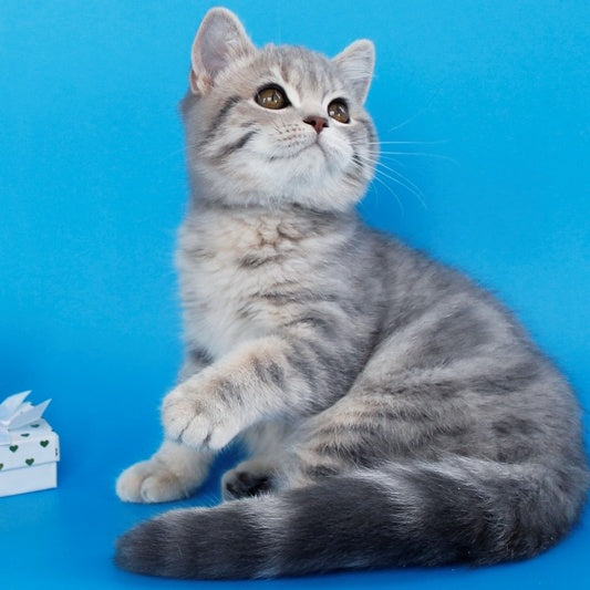 Raphael British Shorthair male, blue tabby