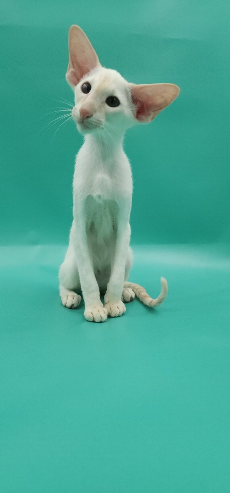 Pushan Siamese male, cream