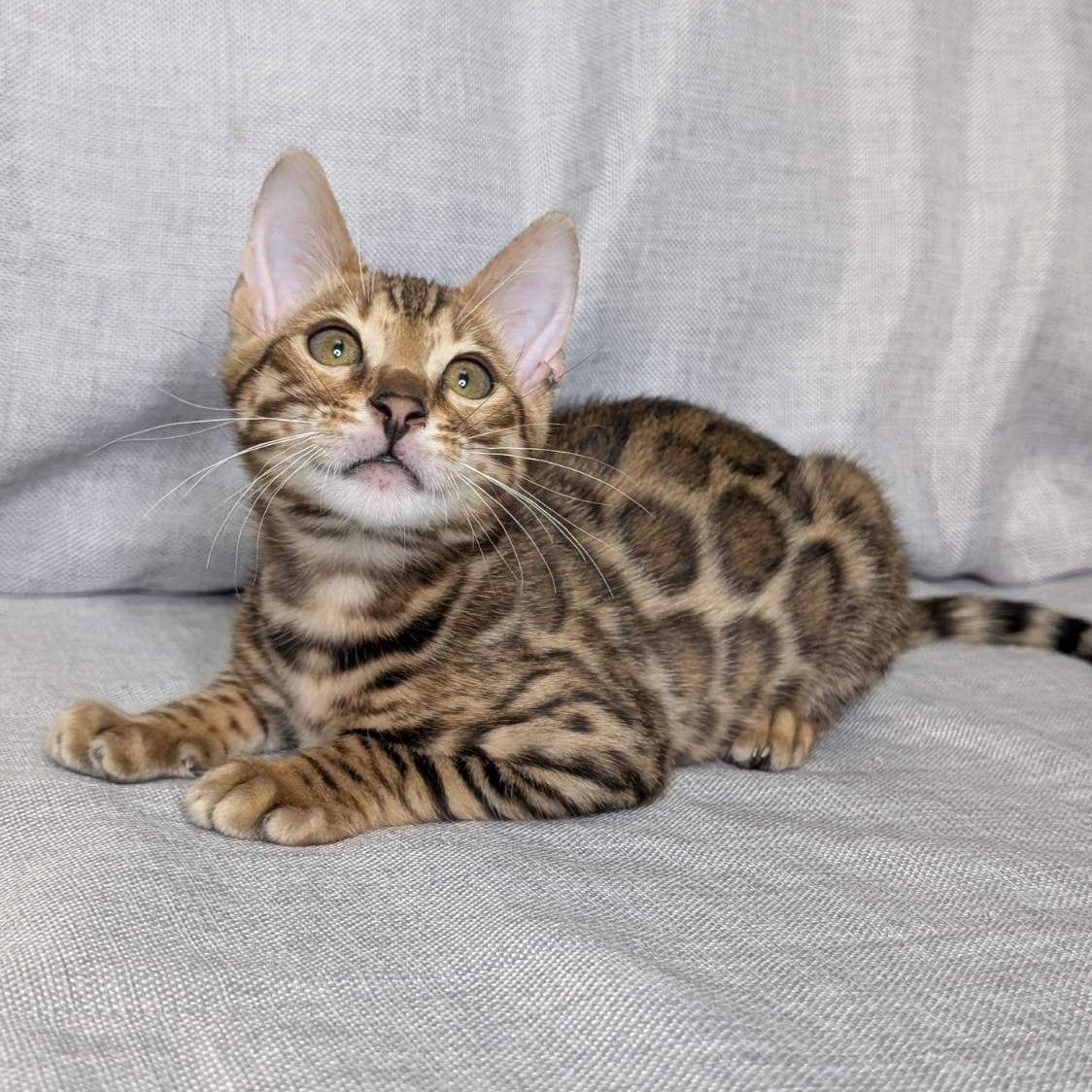 Dexter Bengal male, black spotted tabby