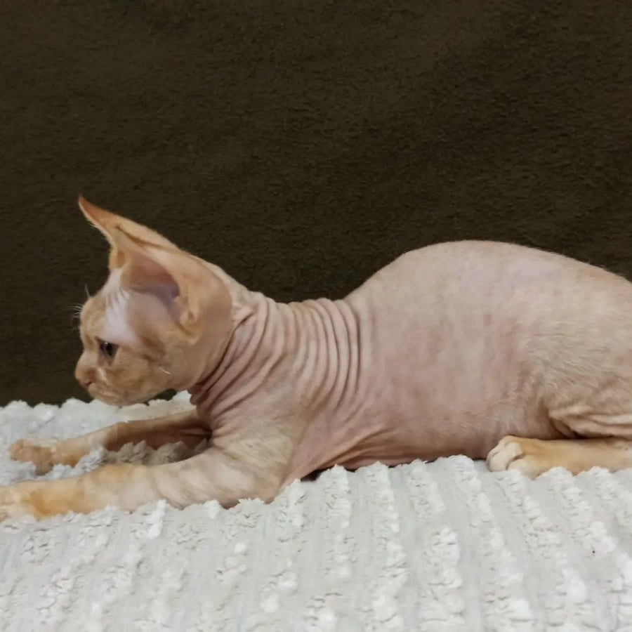 Edgar Devon Rex male, red bicolour tabby