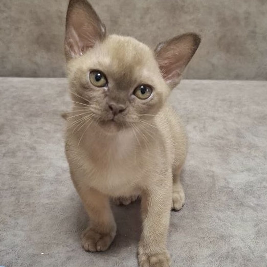 Hammer Burmese male, chocolate