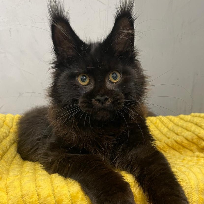 Potap Maine Coon male, black
