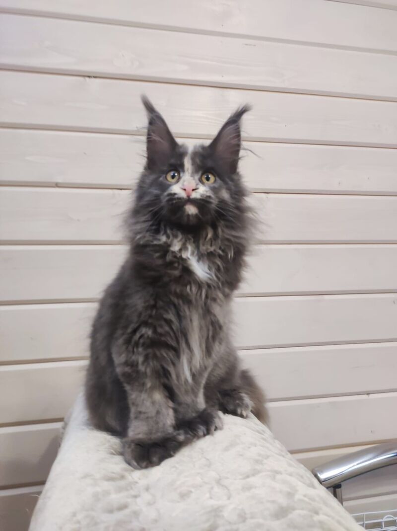 Enigma Maine Coon polydactyl female, blue tortie with white