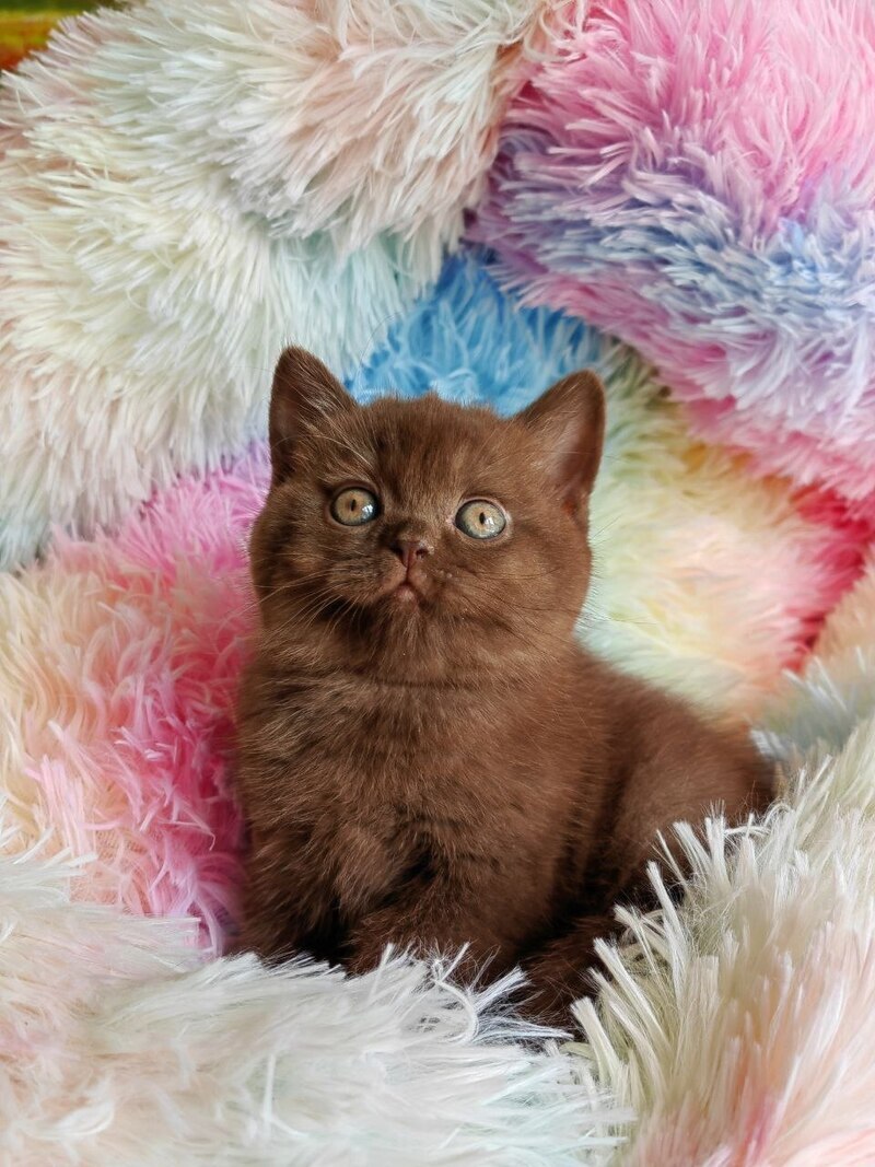 Nastya British Shorthair female chocolate - live animals