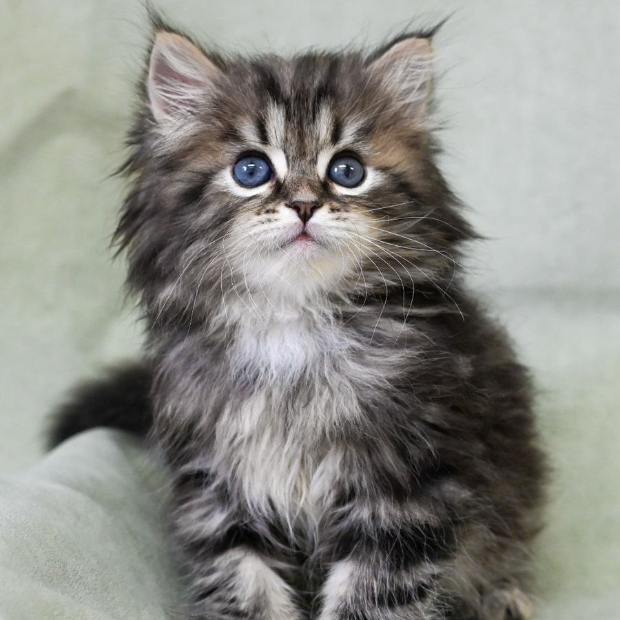 Leo Siberian male, black tabby