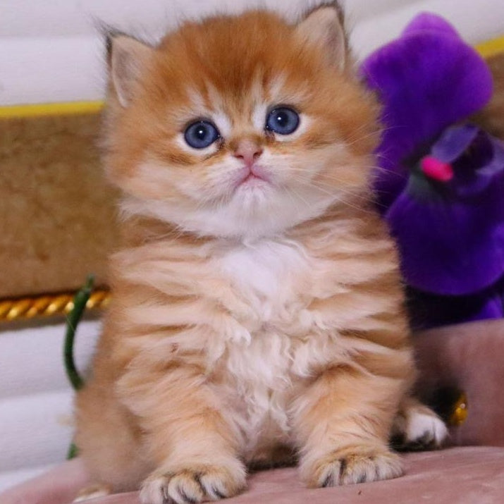 Barneby British Longhair male, black golden chinchilla