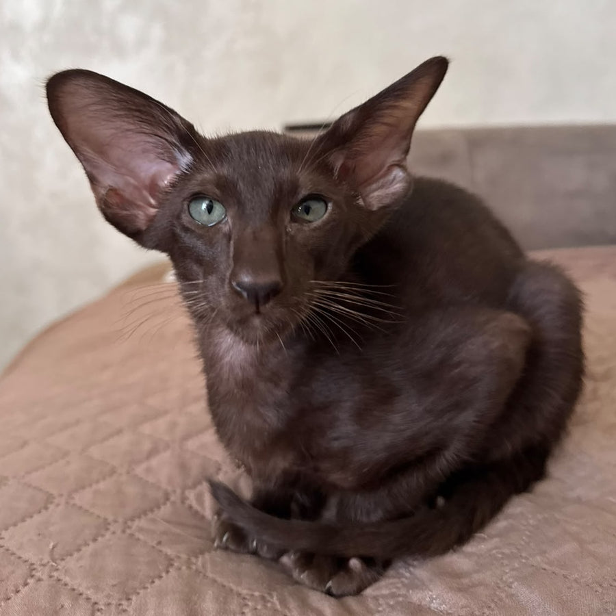 Nolik Oriental Shorthair male, chocolate