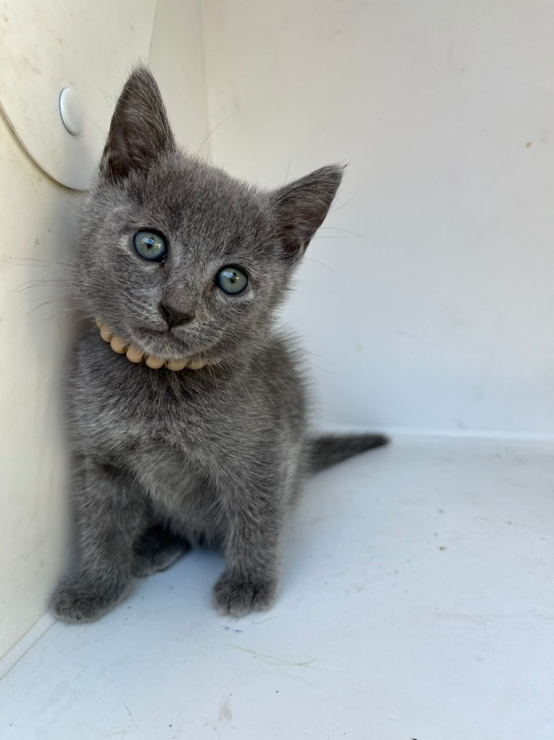 Nik Russian Blue male, blue
