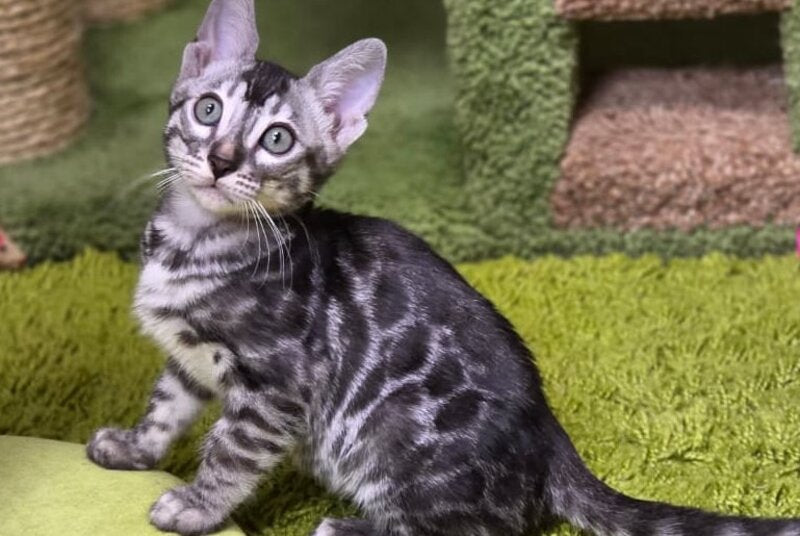 Gabriel Bengal male, black silver spotted tabby