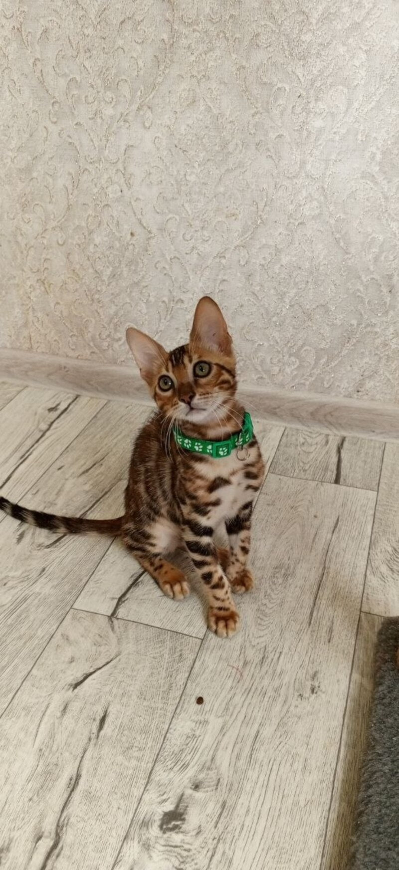 Boss Bengal male, black spotted tabby