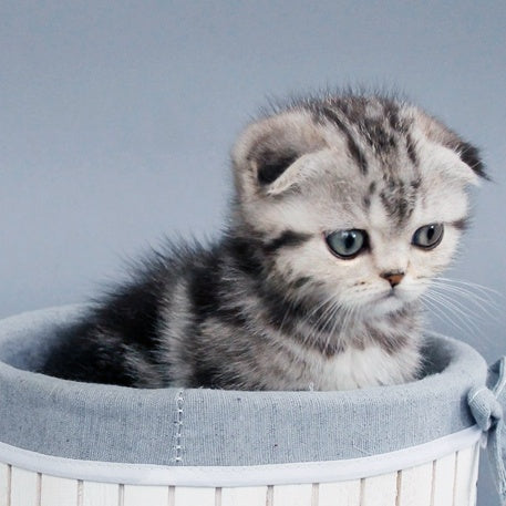 Zhizel Scottish Fold female, black silver tabby