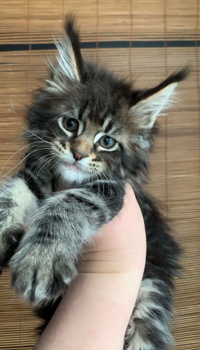 Lorelei Maine Coon female black tabby live animals