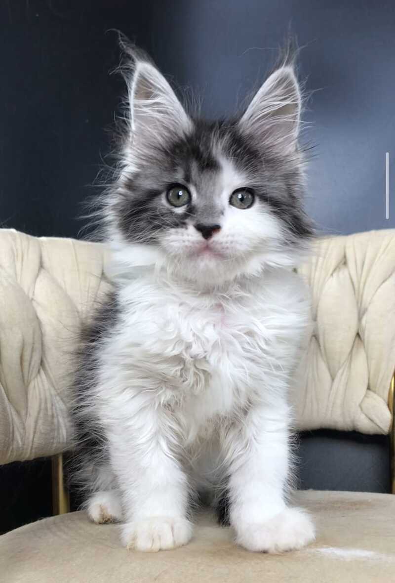 Winston Maine Coon male, black tabby bicolour