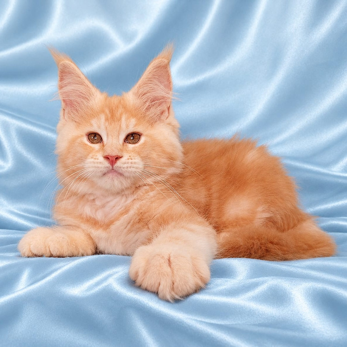 Zefir Maine Coon male, red silver tabby