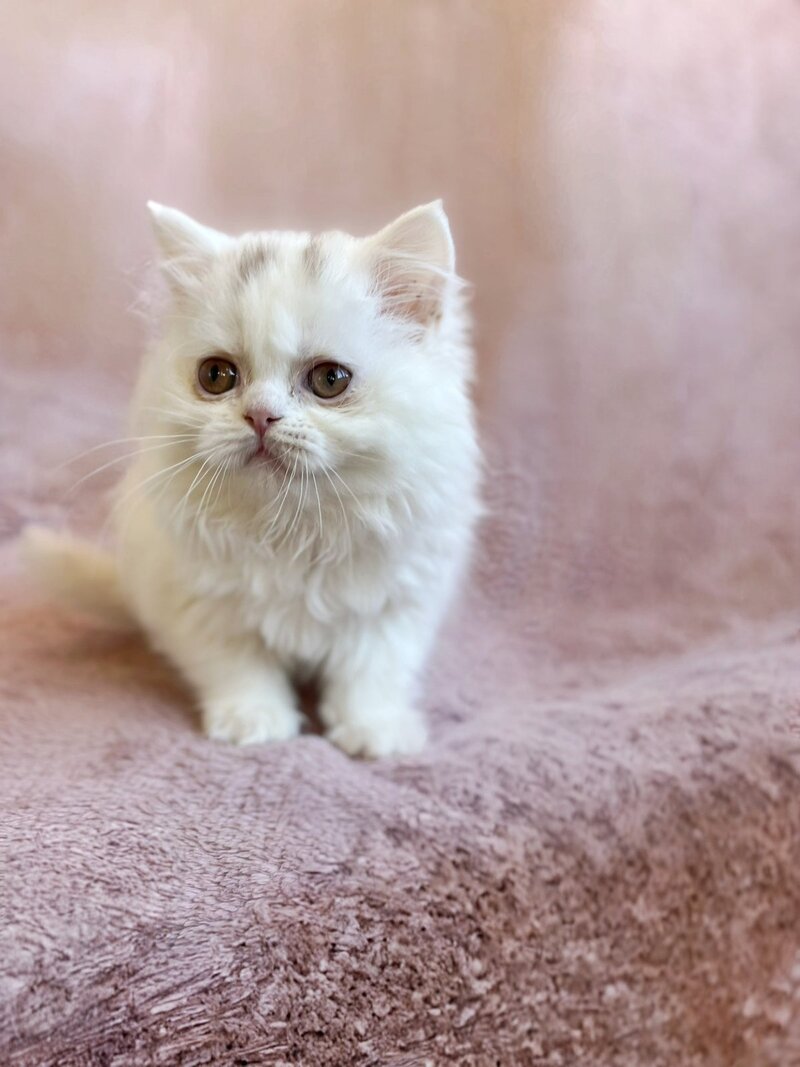 White Milka Scottish Straight female white live animals