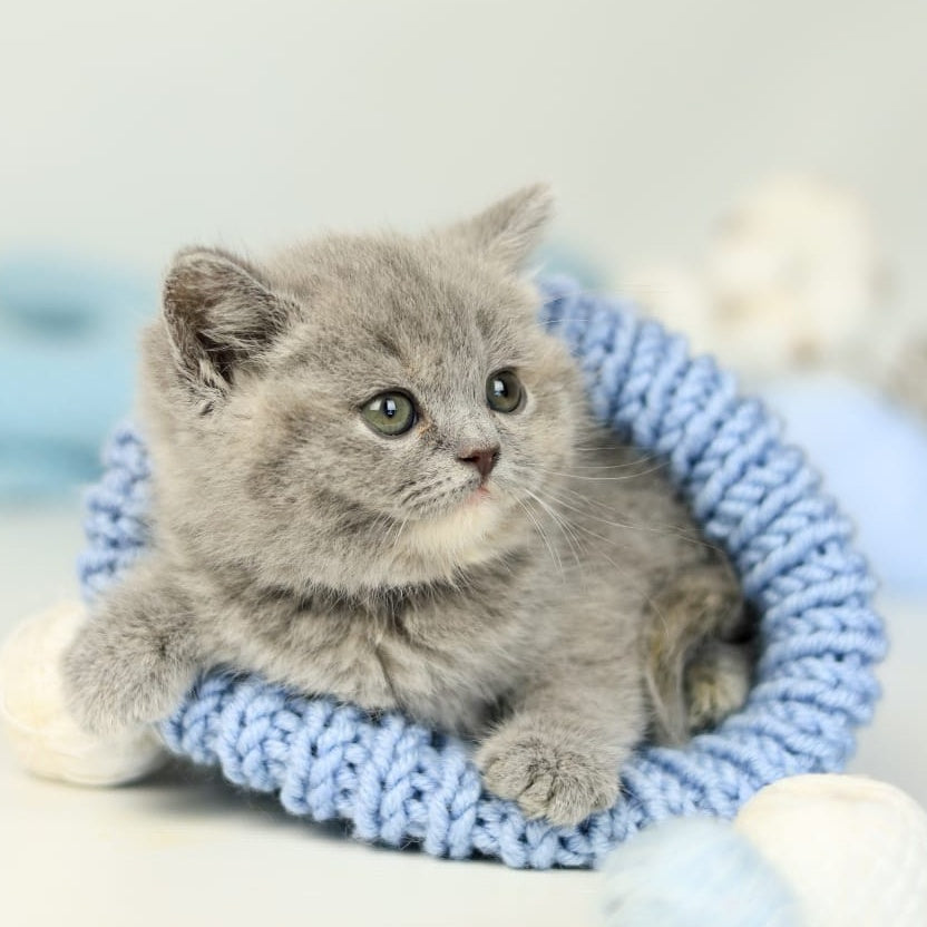 Perseya British Shorthair female, blue tortie