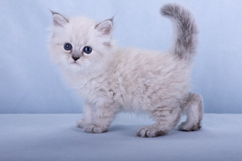 Iskra Siberian female, black tabby pointed