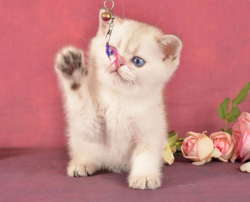 Princess Scottish Straight female, black golden ticked tabby pointed
