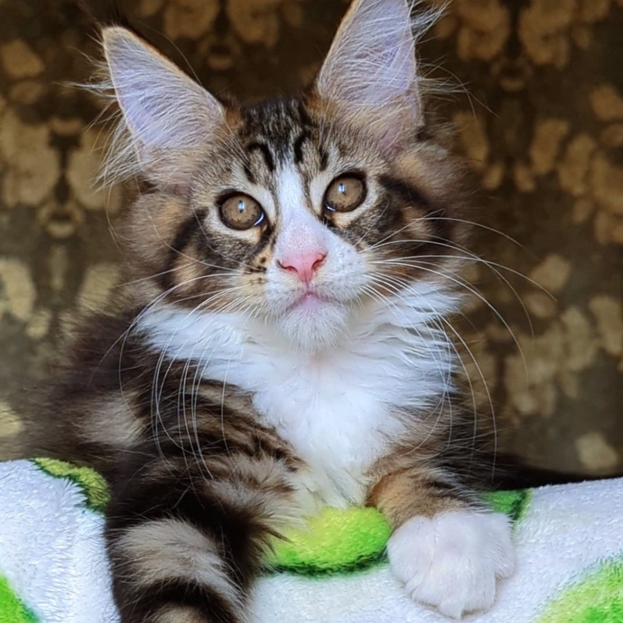 Haridvari Maine Coon female, black tabby with white