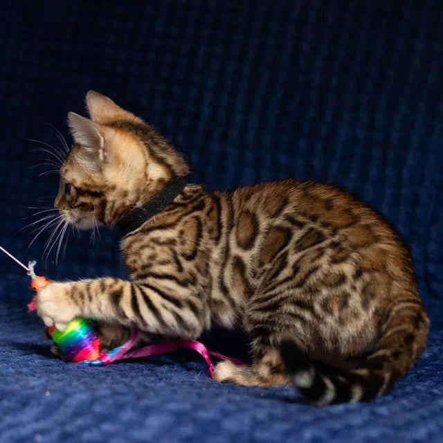 Willli Bengal male, black spotted tabby
