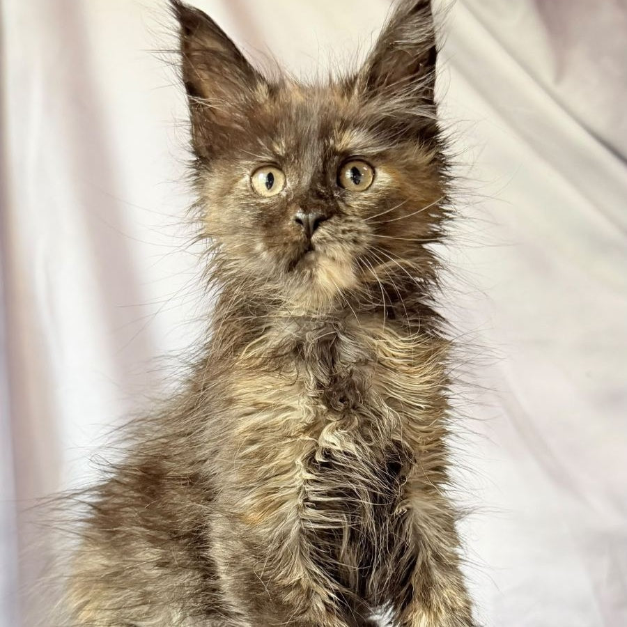 Naima Maine Coon polydactyl 6x6x6x6 female, black tortie
