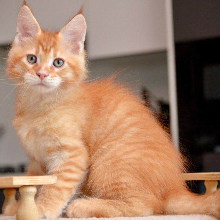 Yarion Maine Coon male, red tabby