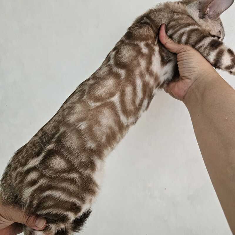 Tamila Bengal female, black spotted tabby pointed
