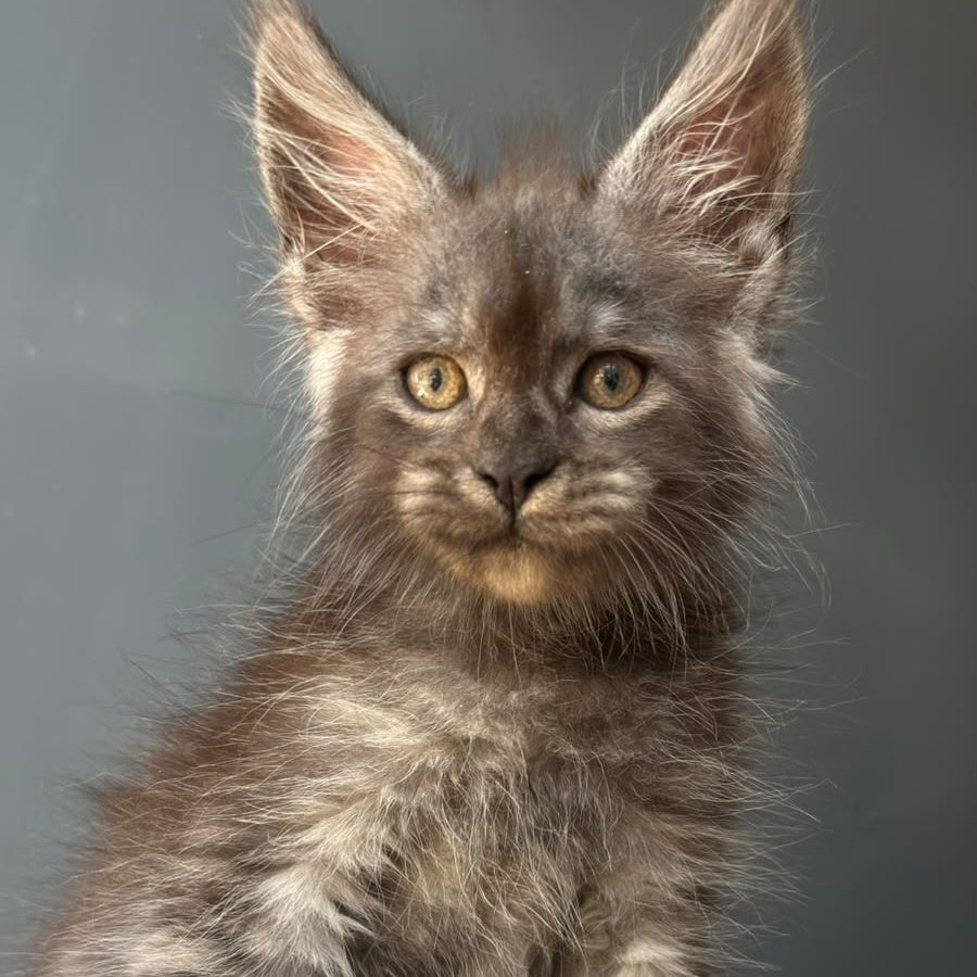 First Maine Coon male, black silver