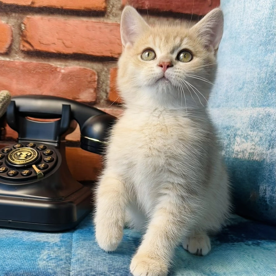 Jin British Shorthair male, blue golden spotted tabby