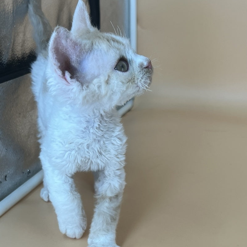 Alex Devon Rex male, red harlequin