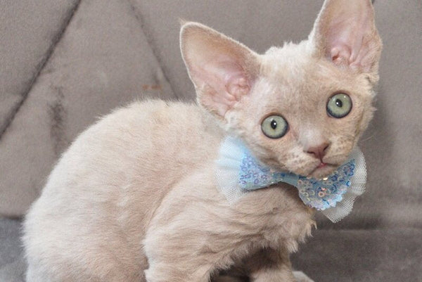 Tabba Devon Rex female lilac - live animals